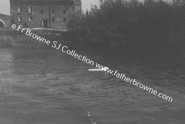 SHEEP WASHING IN RIVER BARROW